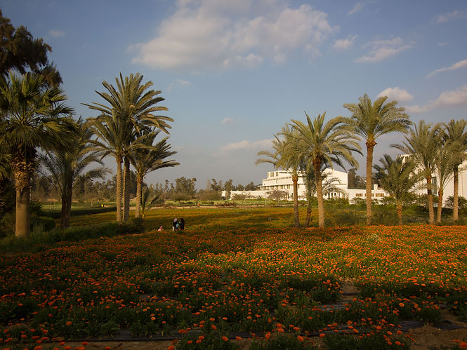 Palmengarten im Nildelta, Anbauregion der Liya Dattelkerne
